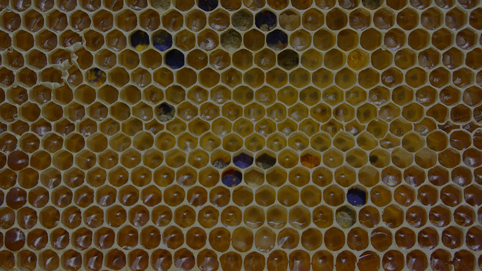 honeycomb
