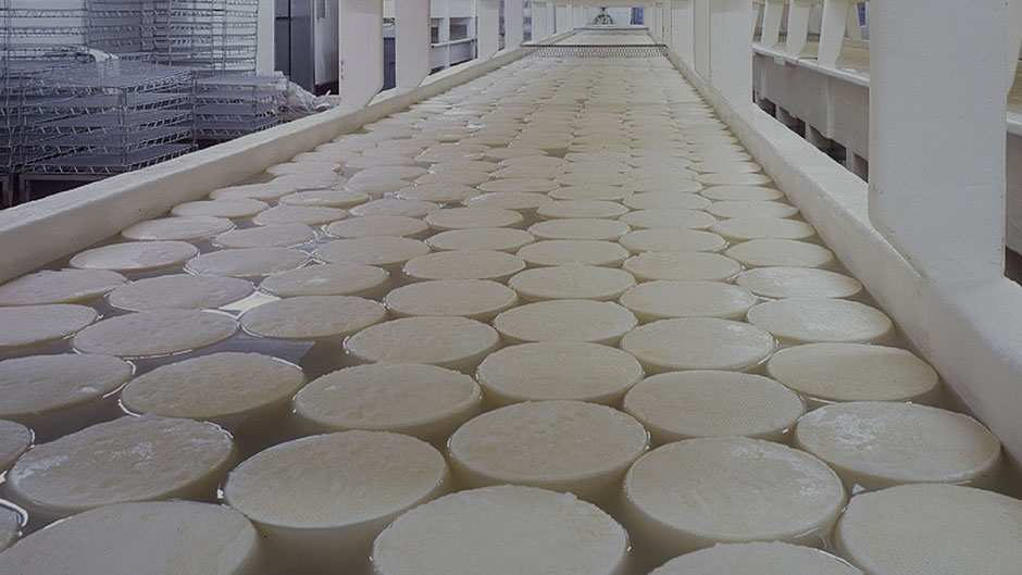 collection of cheese disks to check coliform bacteria in milk and dairy products