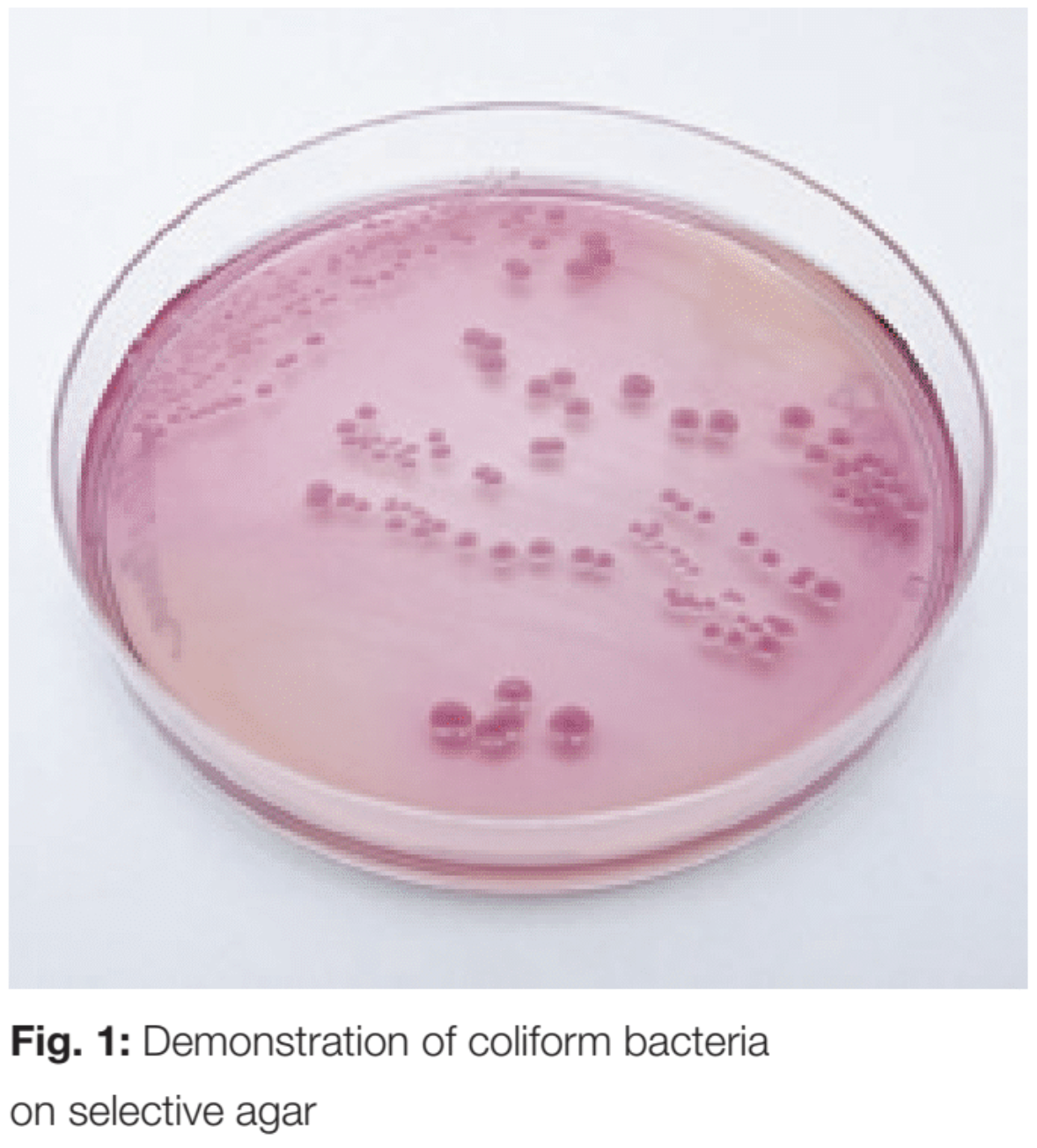 Coliform Bacteria in Milk and Dairy Products Hettich
